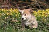 CORGI PEMBROKE 1179